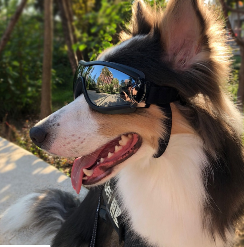 Gafas impermeables para perros