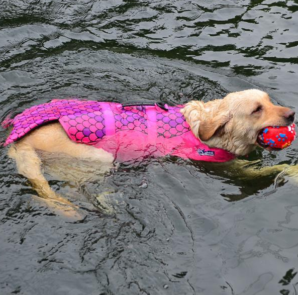 Chaleco salvavidas para perros para nadar