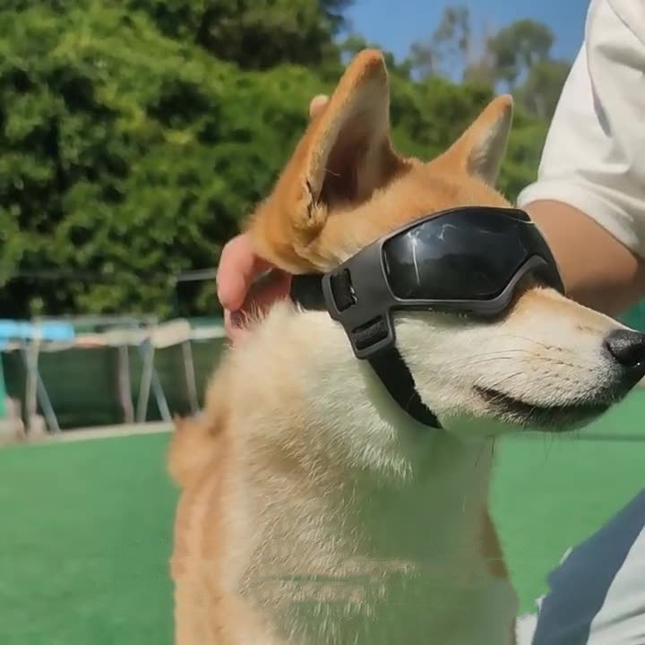 Gafas protectoras UV para mascotas y perros