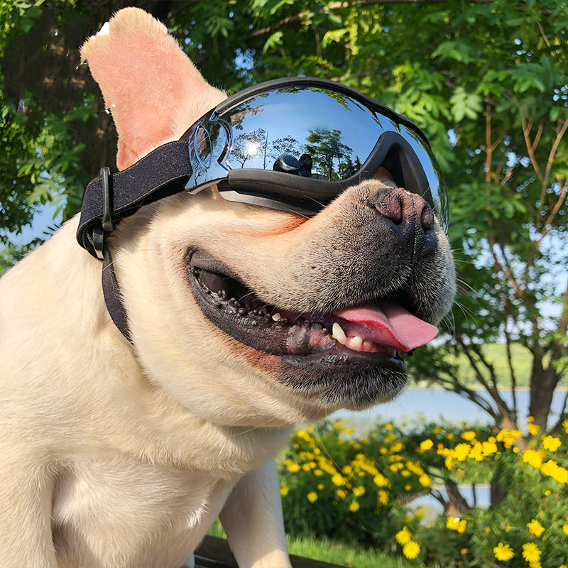 Gafas de sol para mascotas, gafas a prueba de viento para perros, accesorios, gafas protectoras